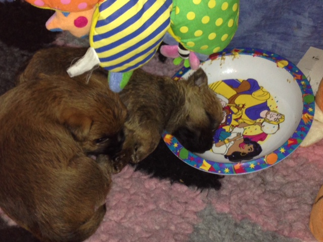 Epuisant un bon repas !!!!