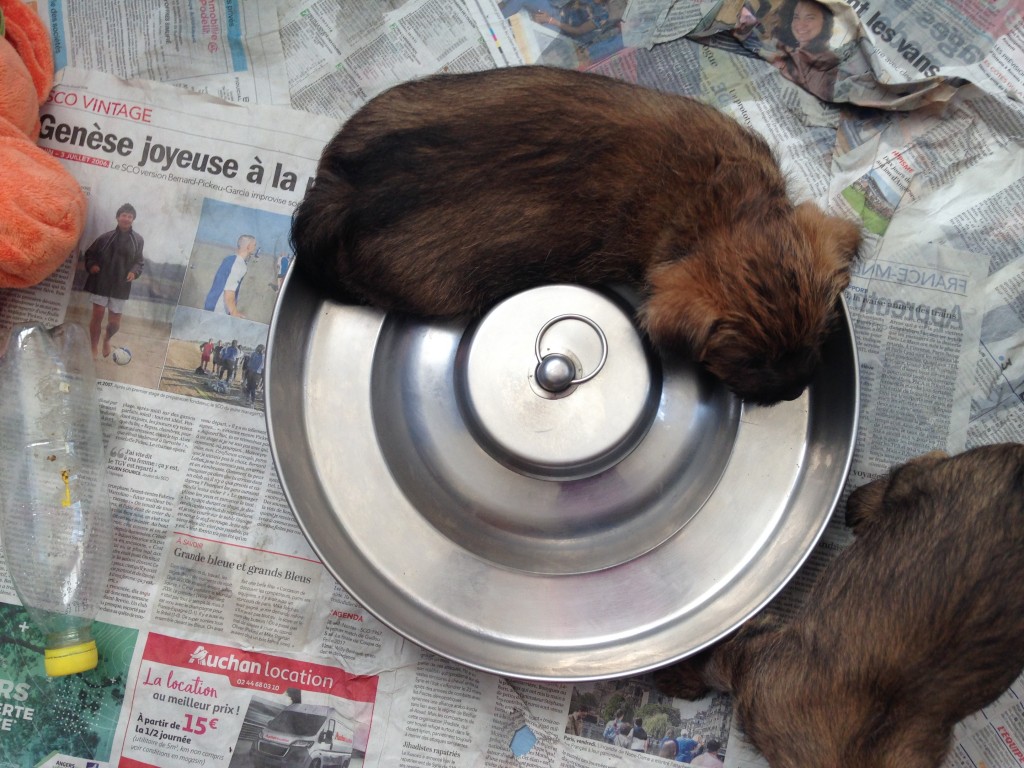 Porthos qui adore dormir dans la gamelle !!!!