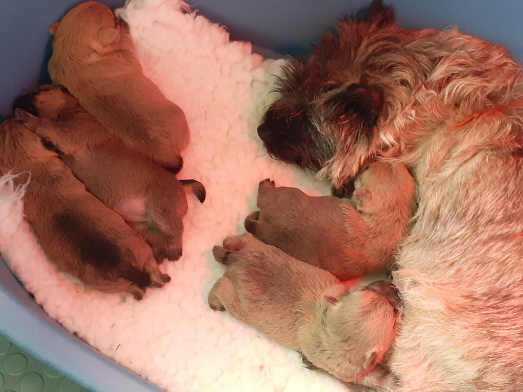 04/10/21 - les chiots à 2 semaines